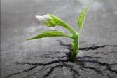 immagine fiore nel cemento