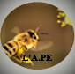 logo ape filtr logo ape filtr