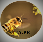 logo ape filtr